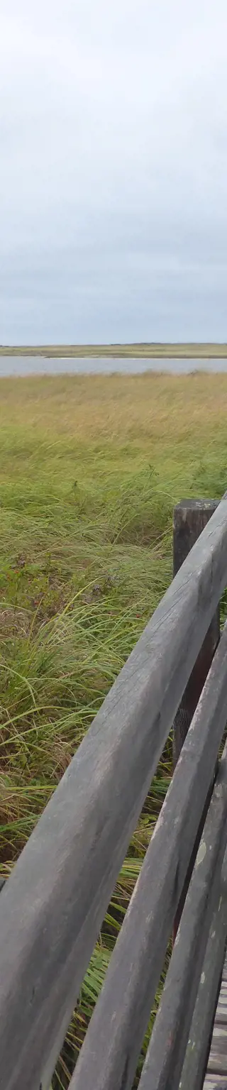Beobachte das Treiben im Kouchibouguac Nationalpark